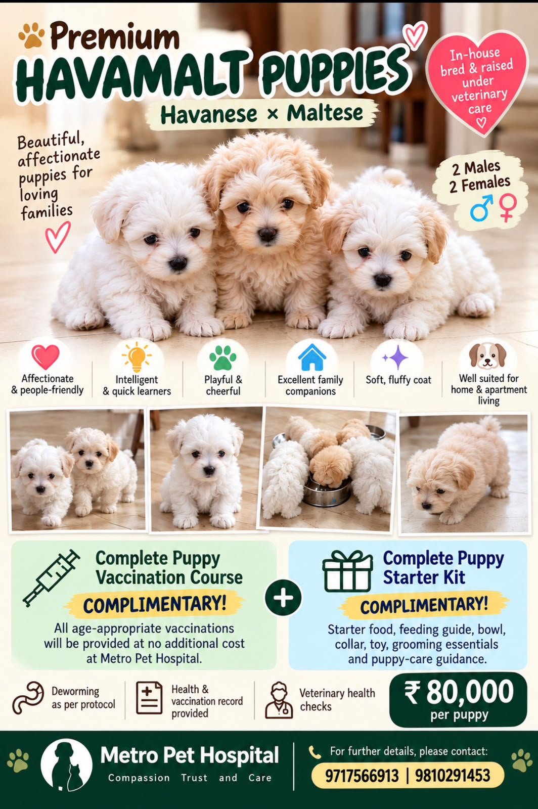Metro Pet Hospital current promotion poster